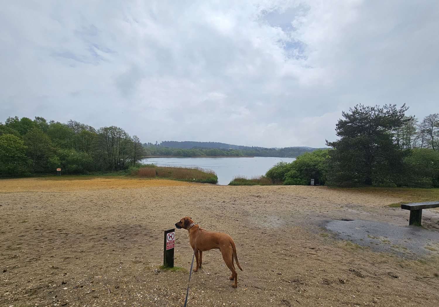 Dog Walk at Frensham Great Pond
